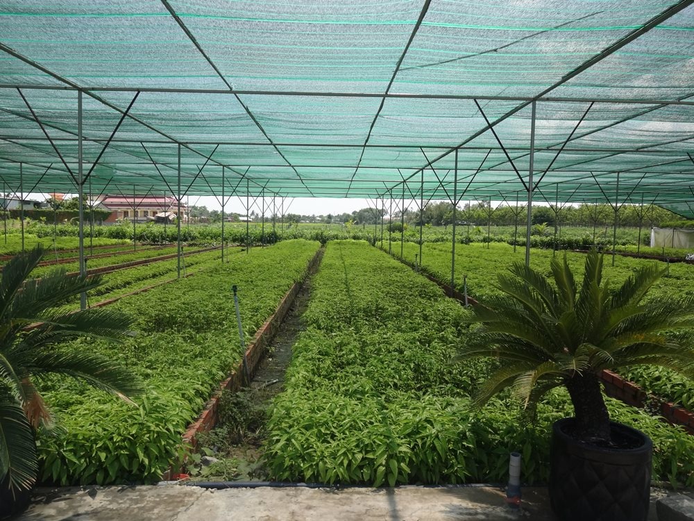 Một trong những vườn ươm cây HN của DN Trà Hoàn ngọc 7 Nga Tây Ninh