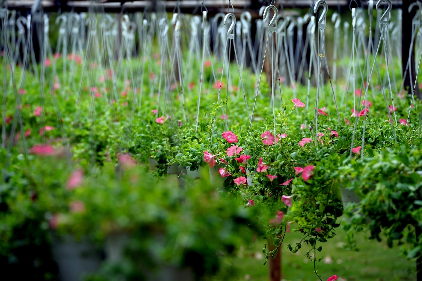 Tỷ lệ cây xanh tại Ecopark ở mức 125 cây xanh/người, tỷ lệ mặt nước chiếm 30% tổng diện tích, từng con phố, góc nhà đều gần gũi thiên nhiên.