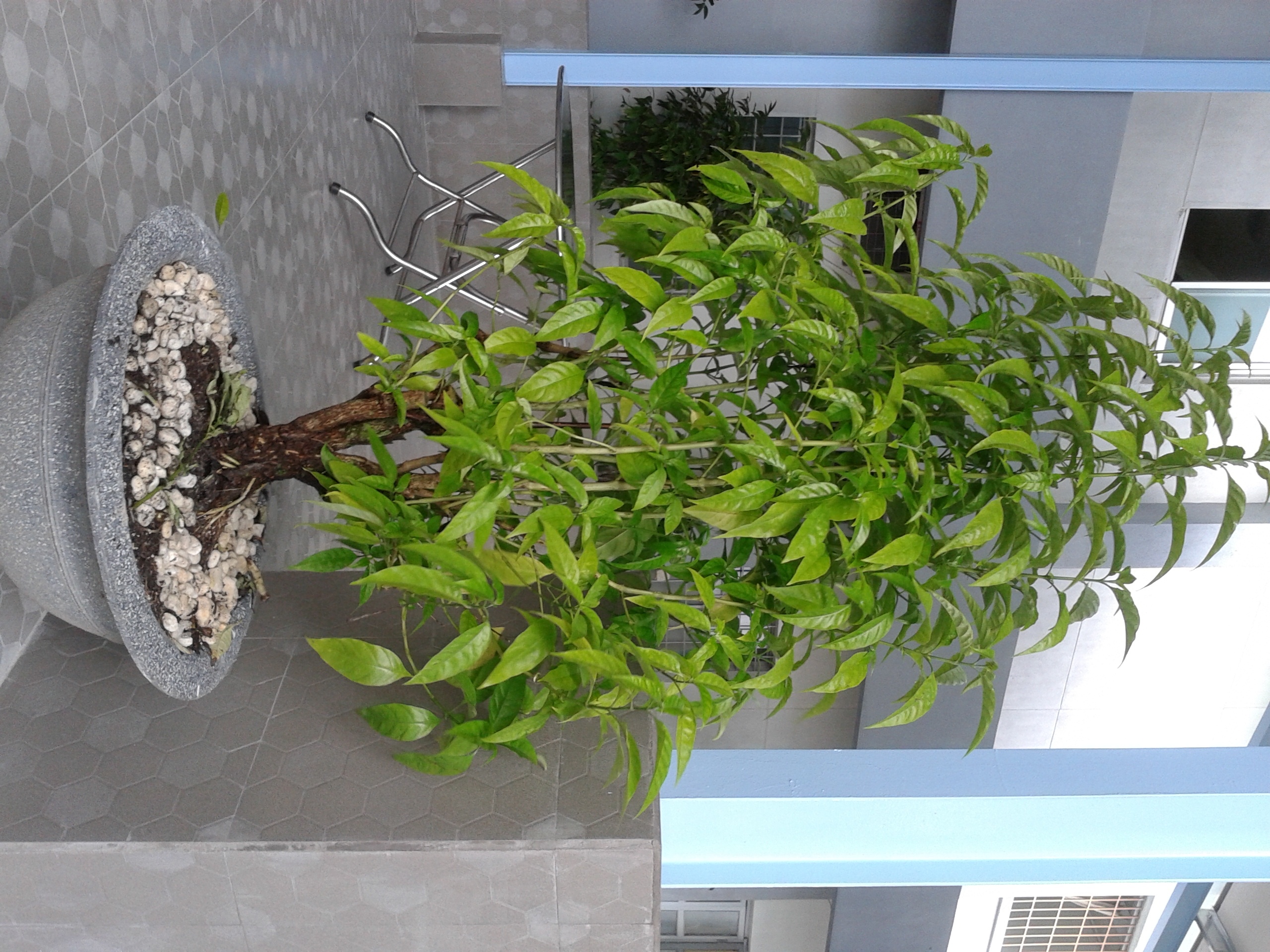 Lá hoàn ngọc đã tốt, nhưng rễ cây 7 năm tuổi mới cho nhiều hoạt chất quý.