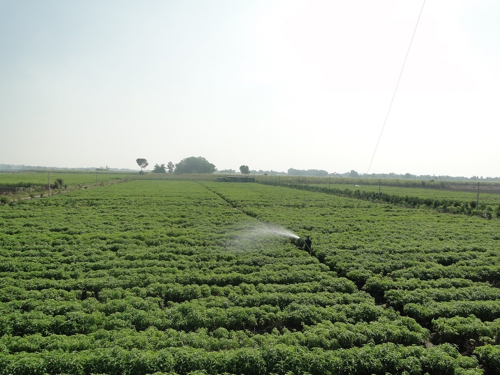 Giai doc co the bang cay hoan ngoc hinh anh