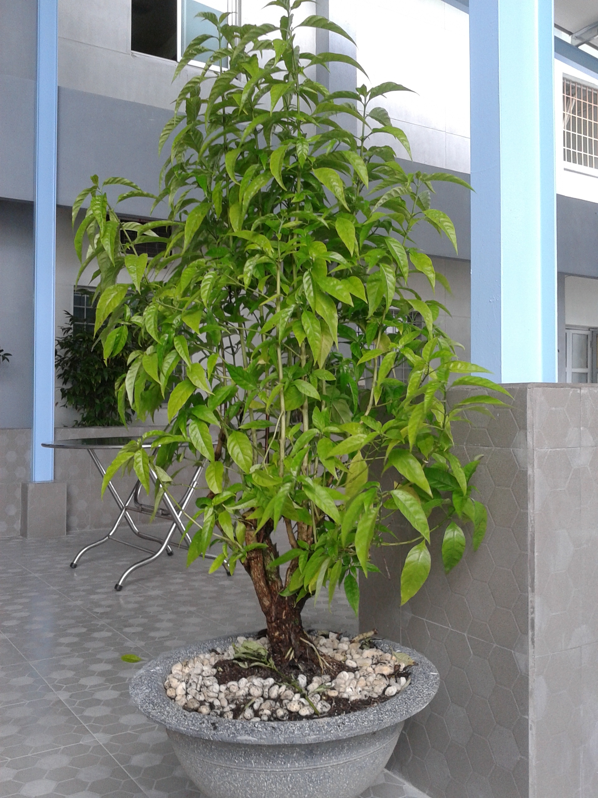 cây hoàn ngọc chữa bệnh ảnh 1 cay hoan ngoc chua benh anh 1