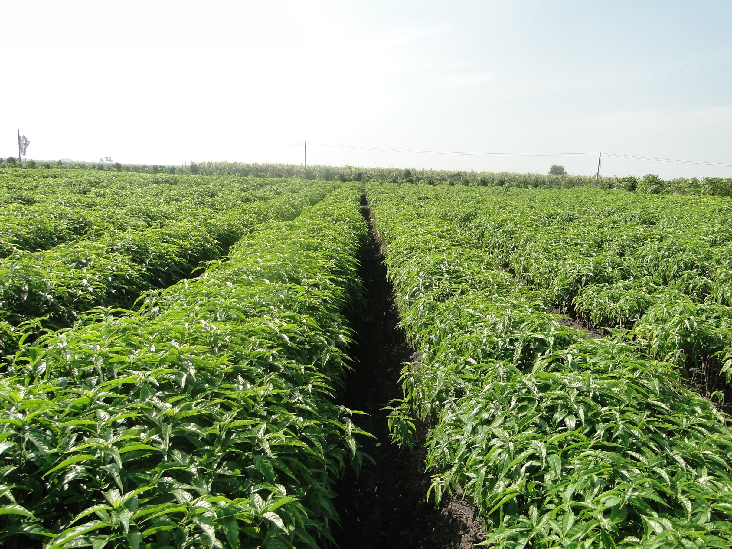 Vien uong tu cay hoan ngoc cho ket qua thu nghiem an toan hinh anh