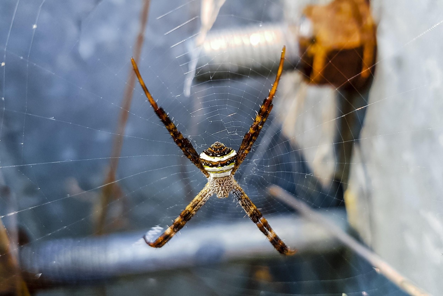 Bac Trung Bo khac biet qua goc may Galaxy S7 hinh anh