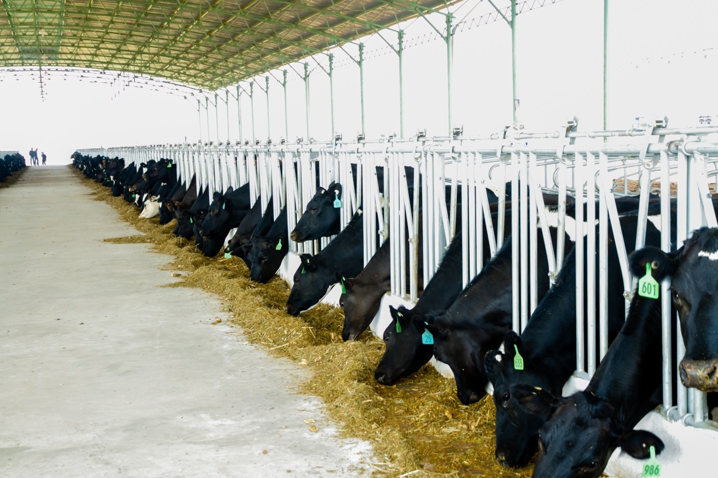 Bo sua HF thuan chung duoc nuoi nhieu o cao nguyen Gia Lai hinh anh