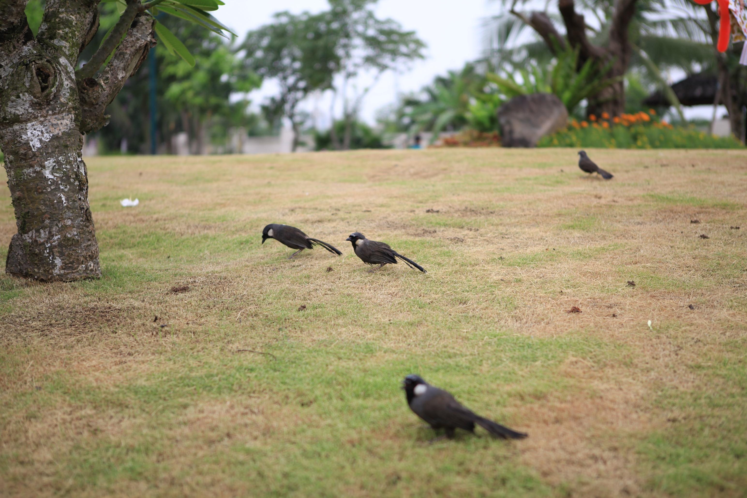 le hoi phong sinh tai Vinhomes Riverside anh 2