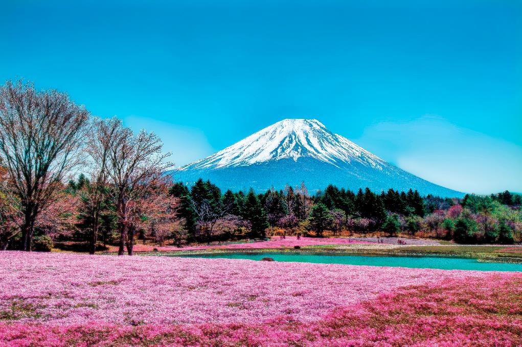 the le cuoc thi Cam tac hoa hong Takashimaya anh 2