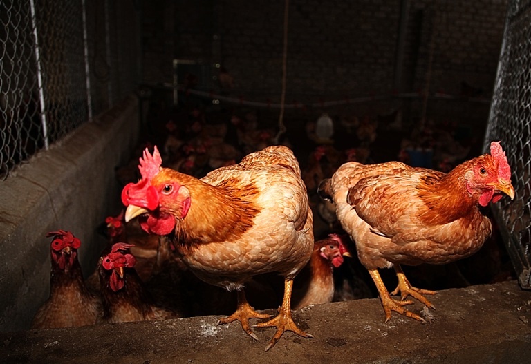 ORFARM khai truong cua hang tai TP HCM anh 2