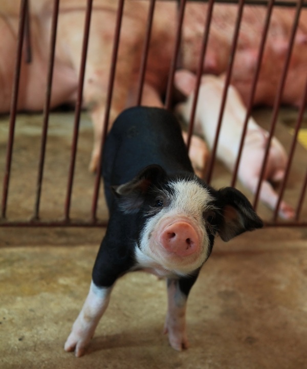 ORFARM khai truong cua hang tai TP HCM anh 3