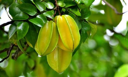 Nhung thuc qua que gian di hinh anh