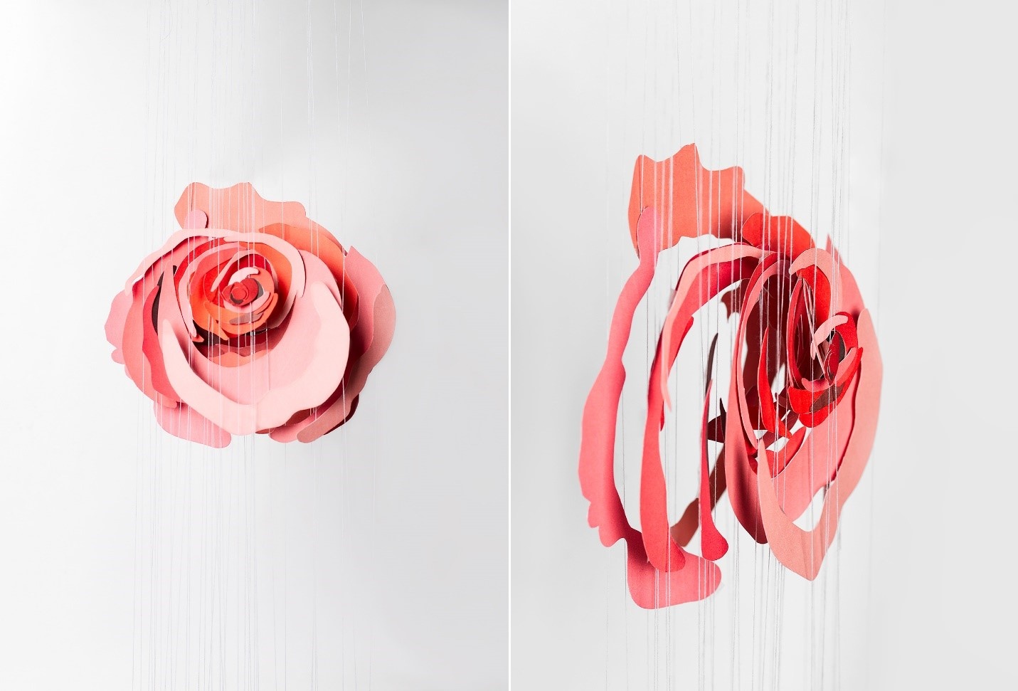 Cuoc thi Cam tac hoa hong Takashimaya anh 3