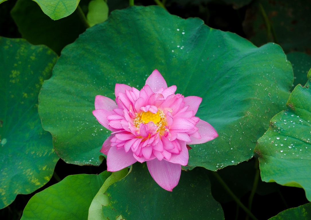 Ve dep cua thung lung hoa Ho Tay mua sen no hinh anh