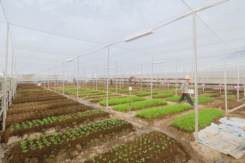 dich vu cung cap rau sach tron goi anh 3