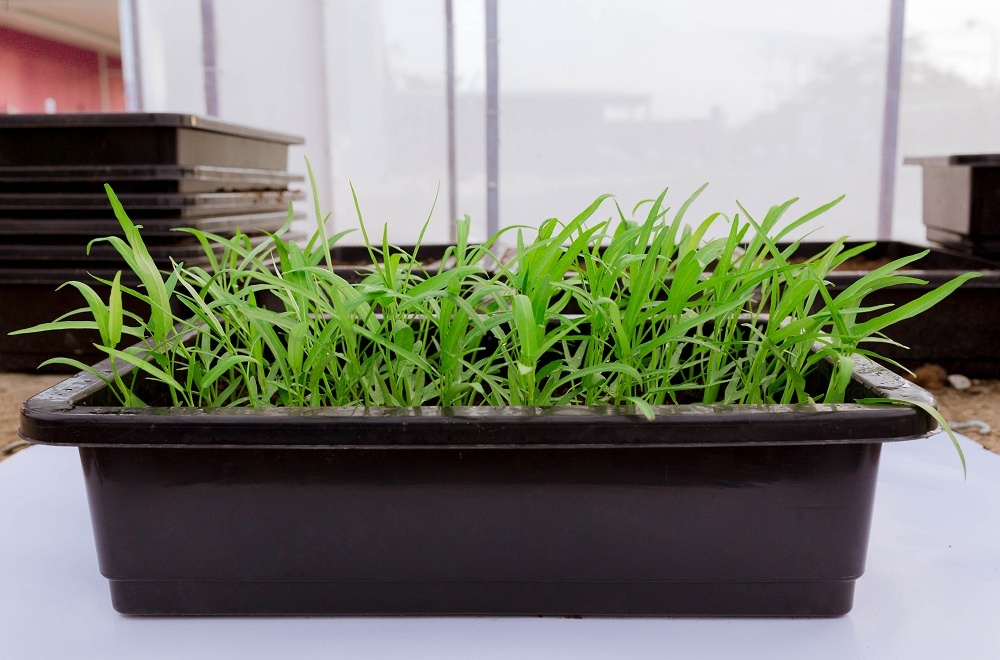 Khoi nghiep bang dich vu cung cap rau sach tron goi hinh anh