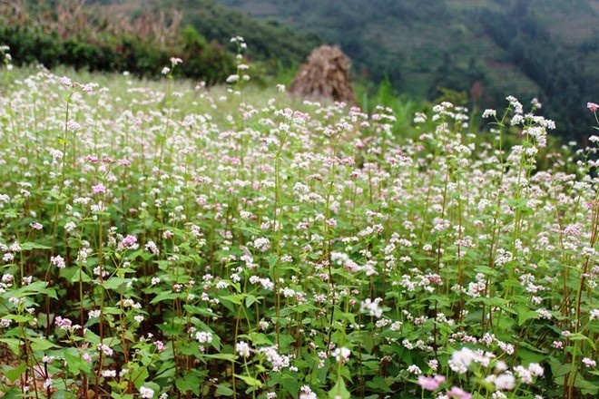 cảm hứng sống xanh giữa cao nguyên đá Hà Giang ảnh 2 cam hung song xanh giua cao nguyen da Ha Giang anh 2