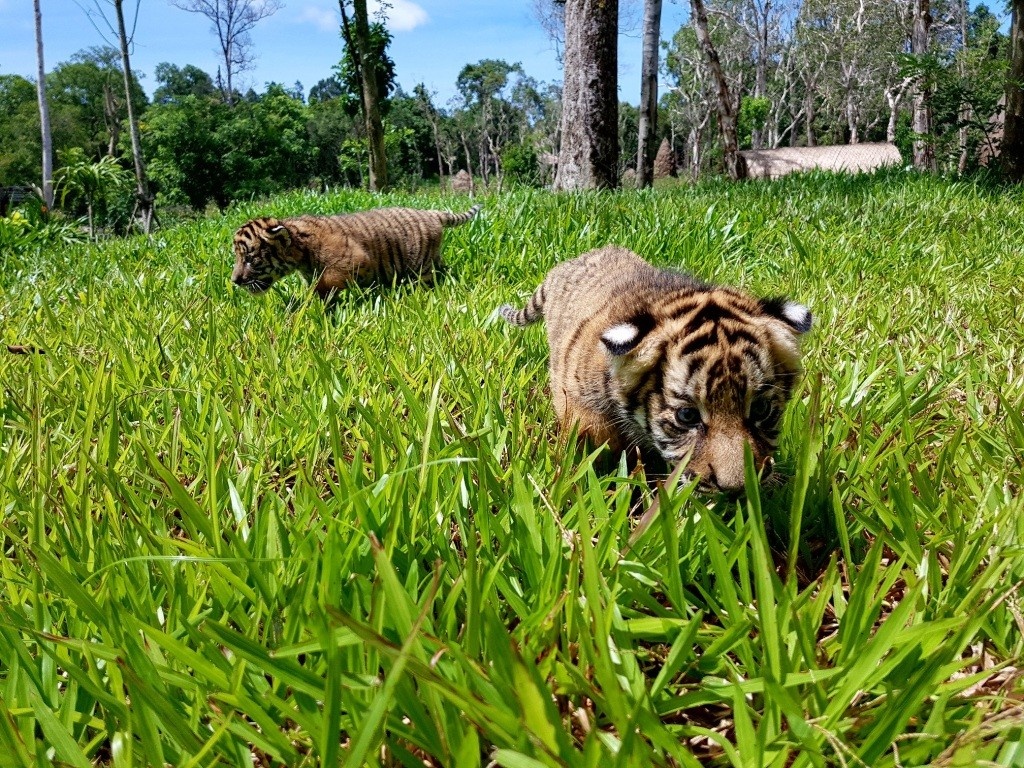 Vinpearl Safari Phu Quoc anh 3