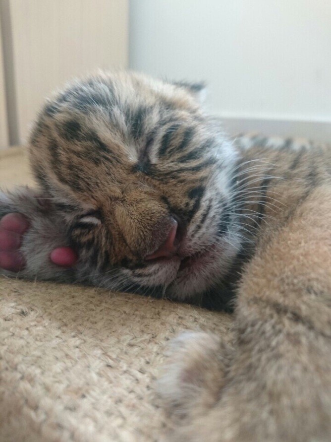 Vinpearl Safari Phu Quoc anh 2