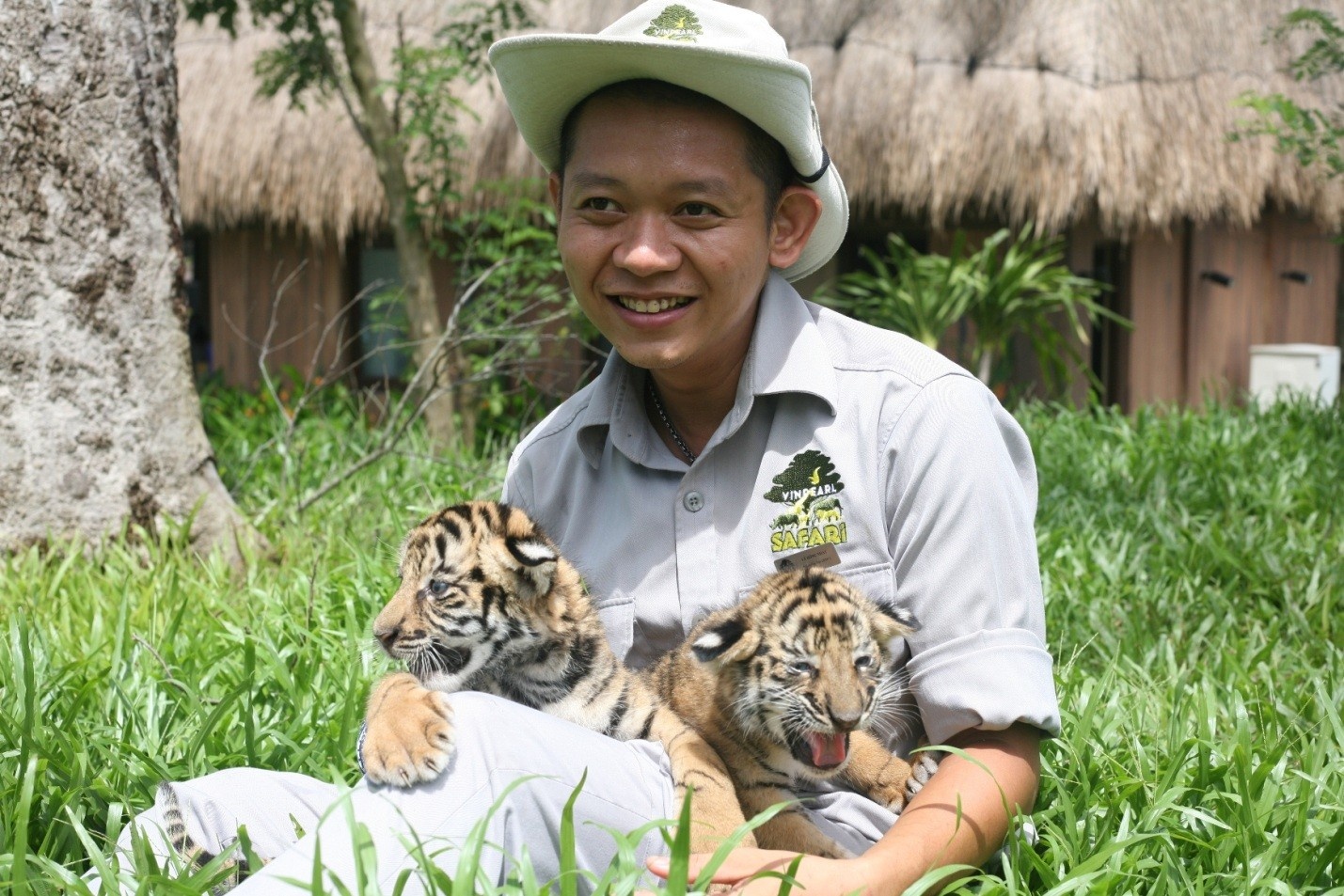Hai cap ho con Bengal ra doi tai Vinpearl Safari Phu Quoc hinh anh