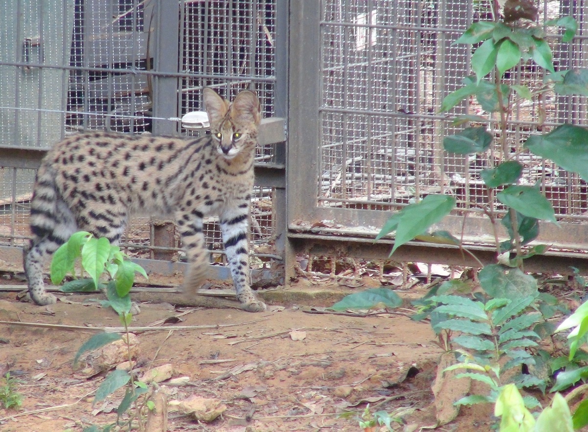 Vinpearl Safari Phu Quoc anh 7