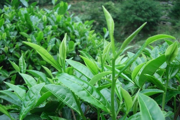 trà xanh tự nhiên ảnh 1 tra xanh tu nhien anh 1