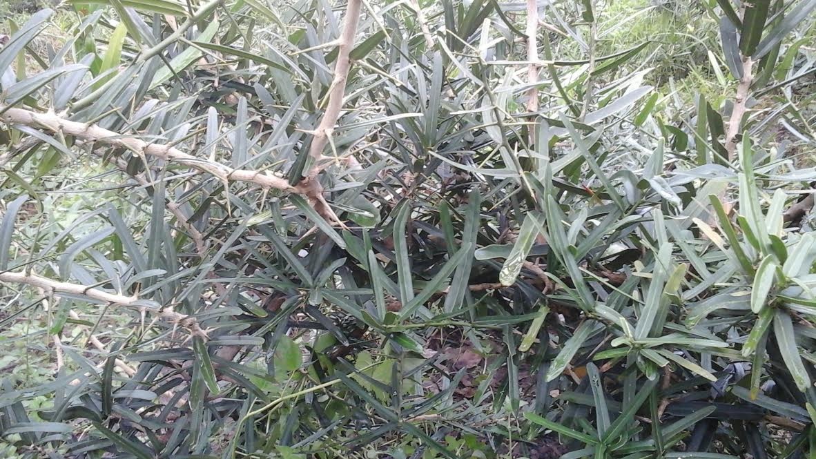 cách phân biệt xáo tam phân ảnh 3 cach phan biet xao tam phan anh 3