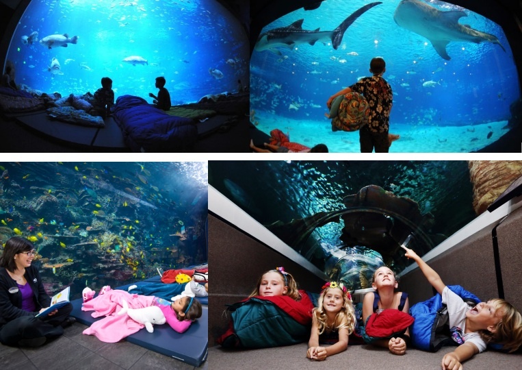 thủy cung Vinpearl Land Times City ảnh 1 thuy cung Vinpearl Land Times City anh 1