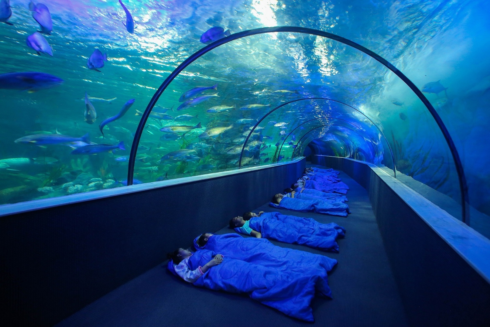 thủy cung Vinpearl Land Times City ảnh 3 thuy cung Vinpearl Land Times City anh 3