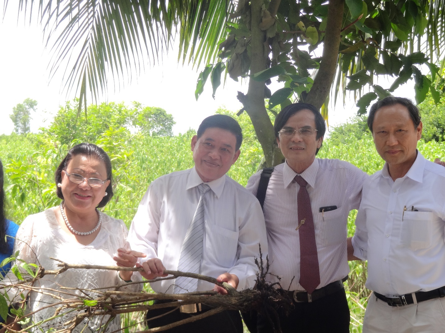 Cay hoan ngoc duoc ghi nhan ho tro dieu tri ung thu hinh anh