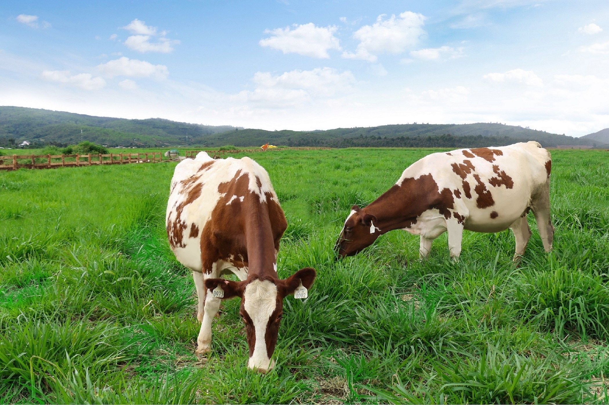 Vinamilk,  trang trai bo sua Organic anh 2