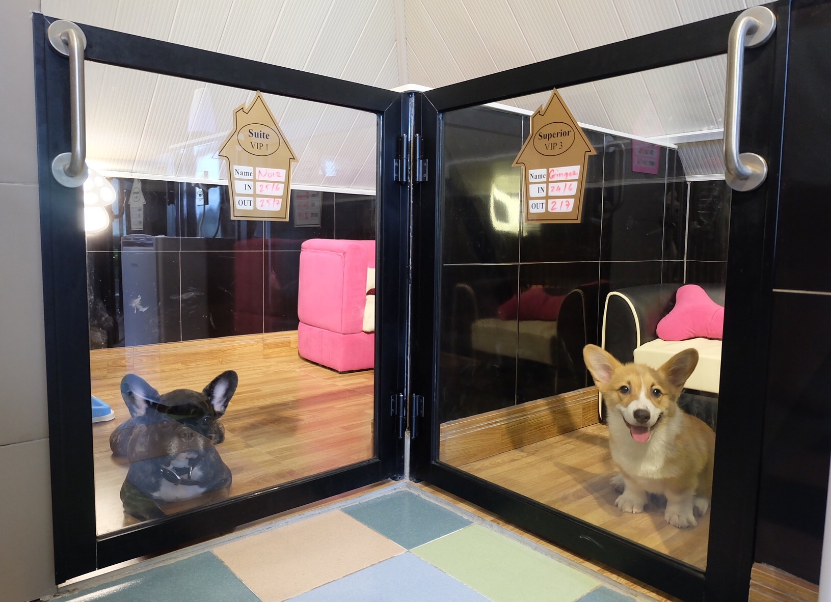 Bed and Pet first anh 3