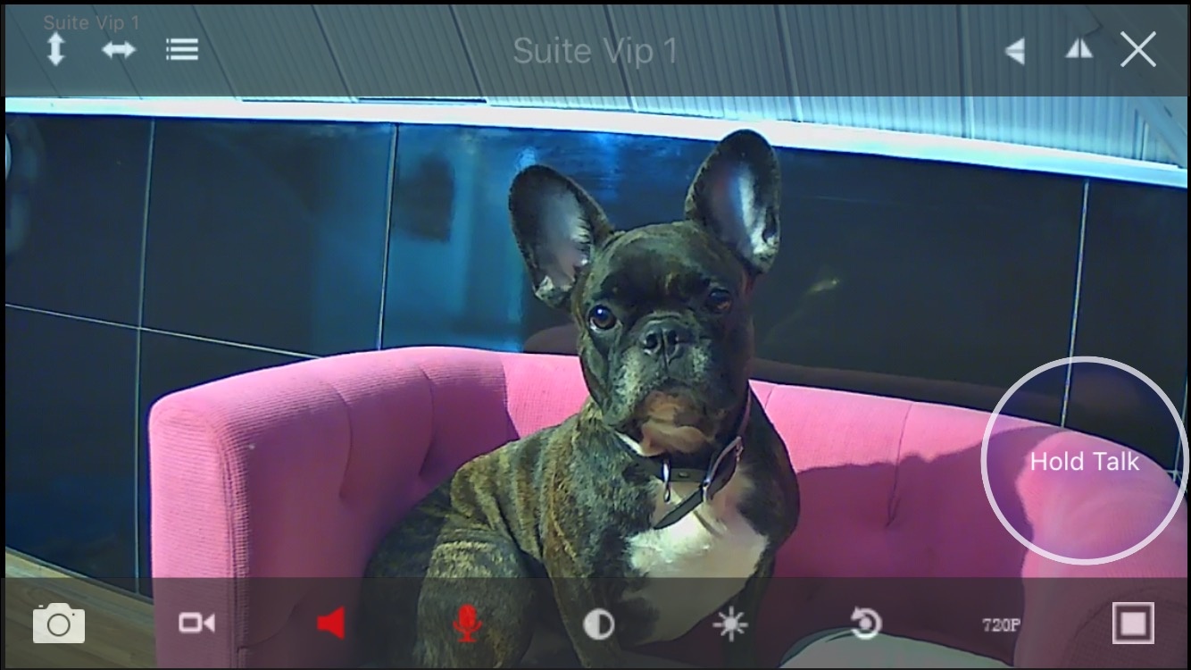 Bed and Pet first anh 5