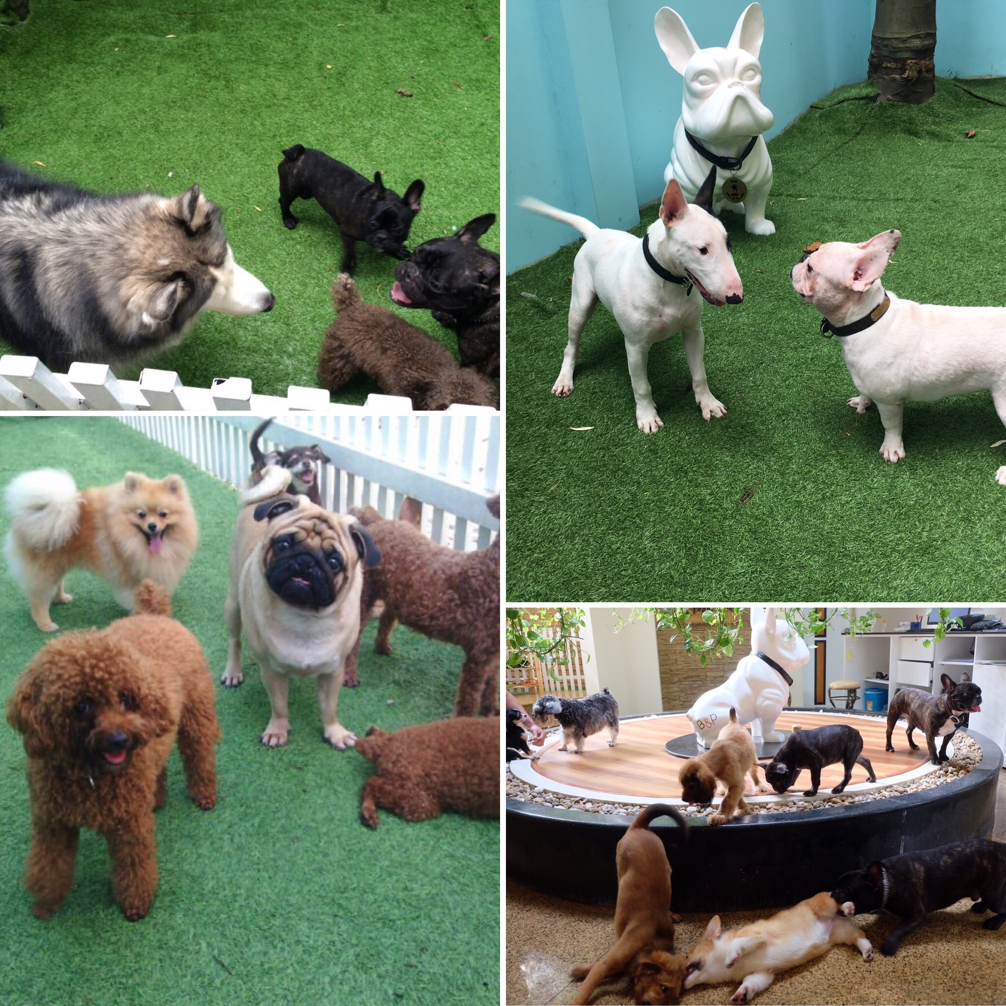 Bed and Pet first anh 6