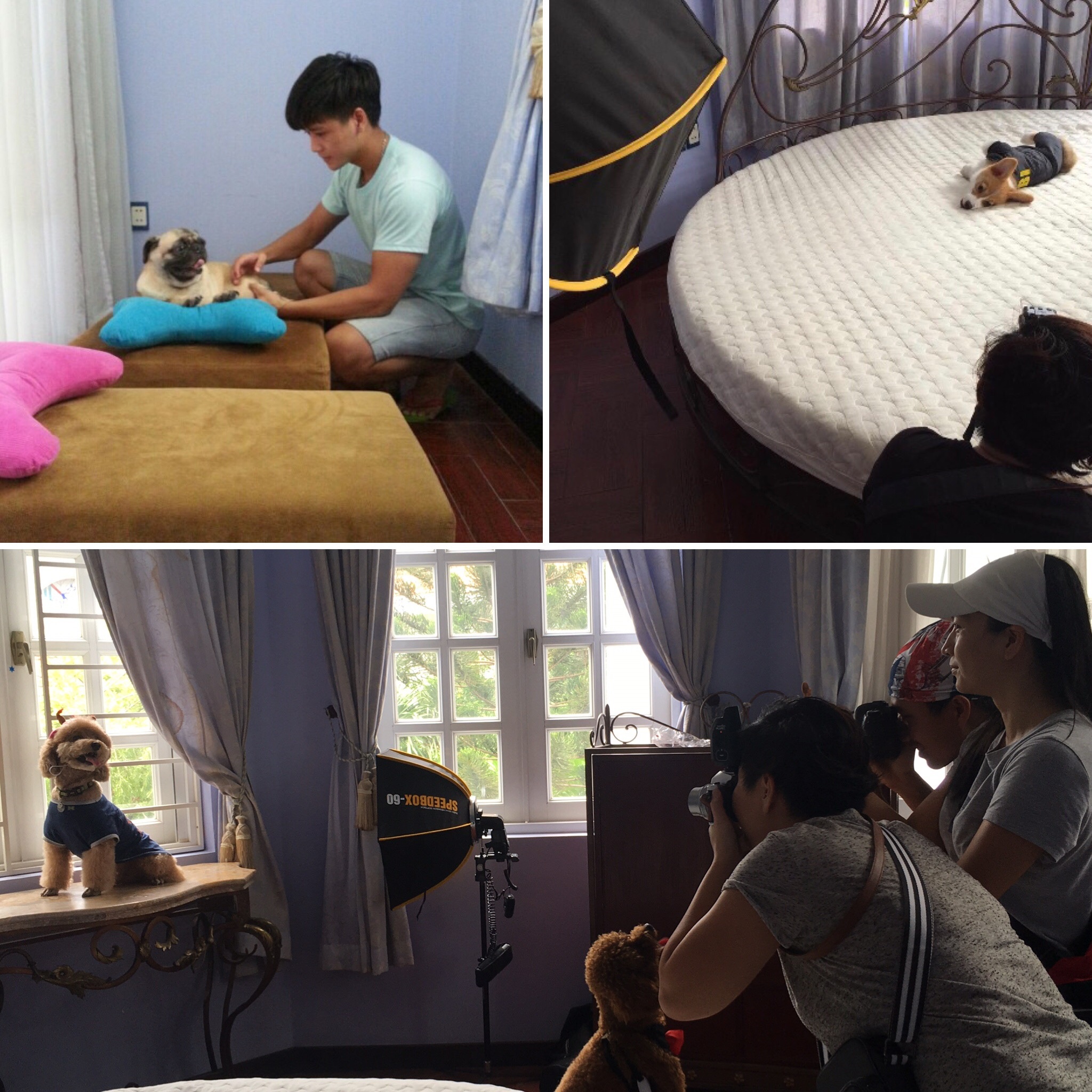 Bed and Pet first anh 7