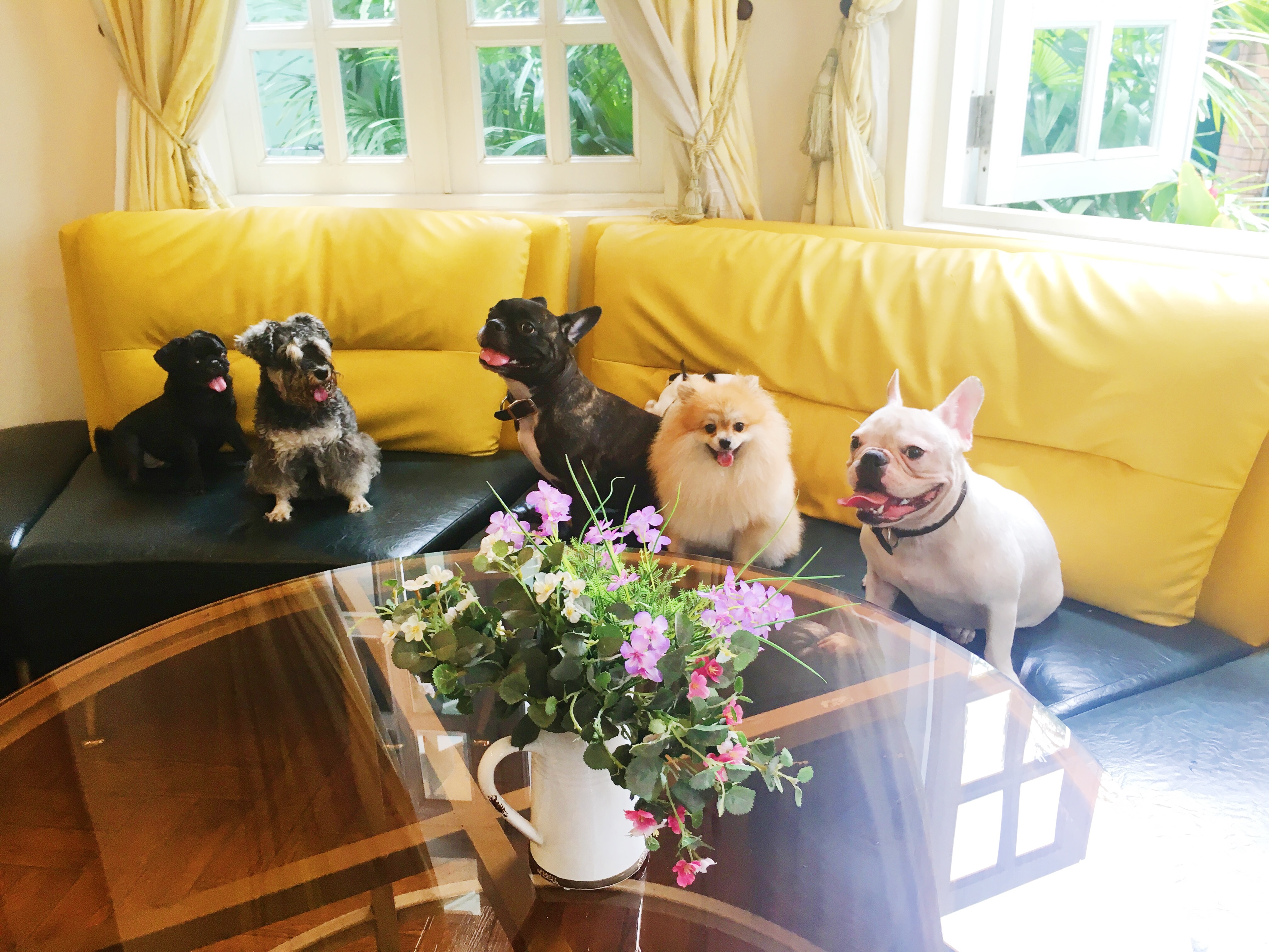 Bed and Pet first anh 8