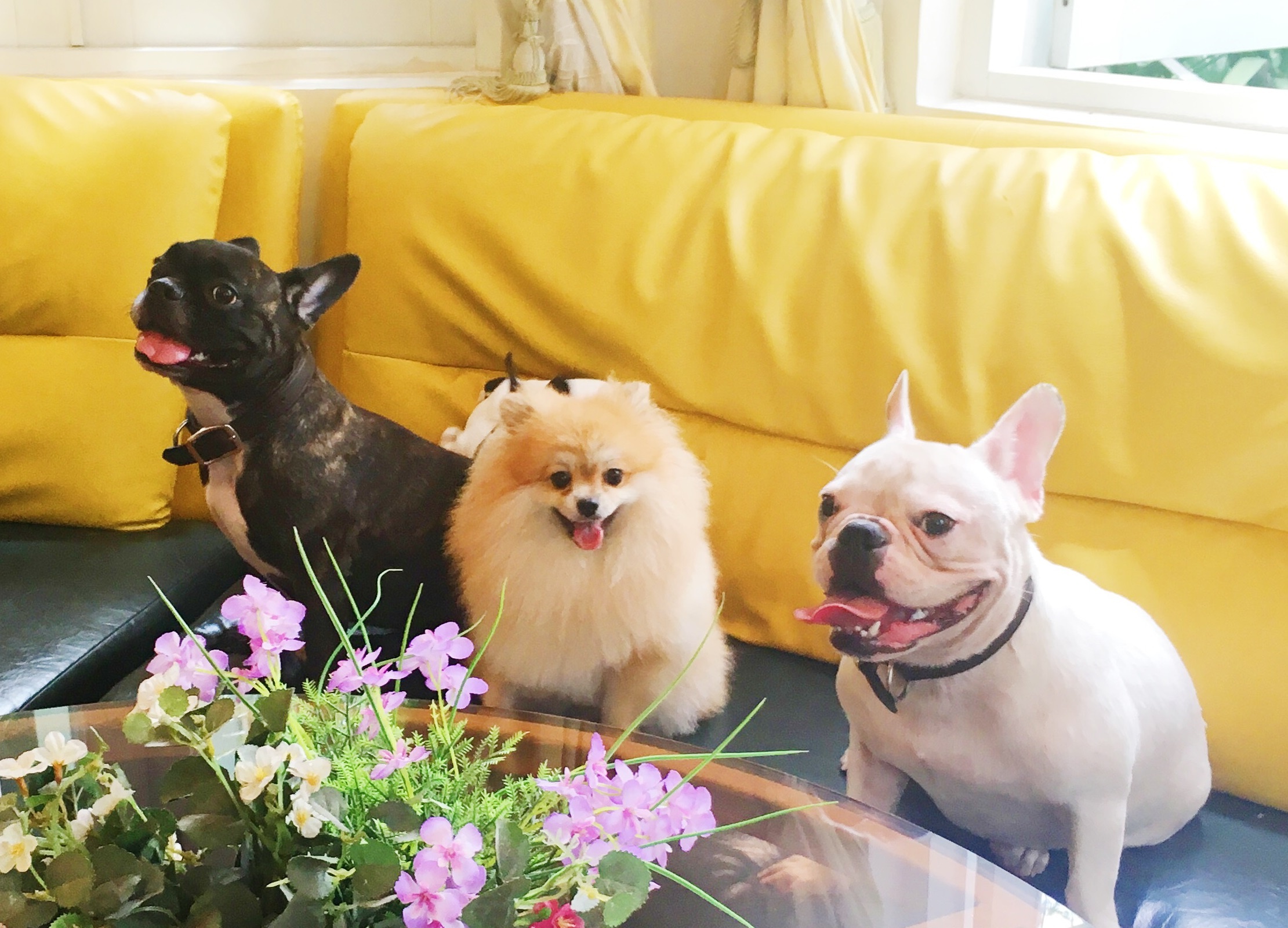 Bed and Pet first - khach san chuan 5 sao cho thu cung hinh anh