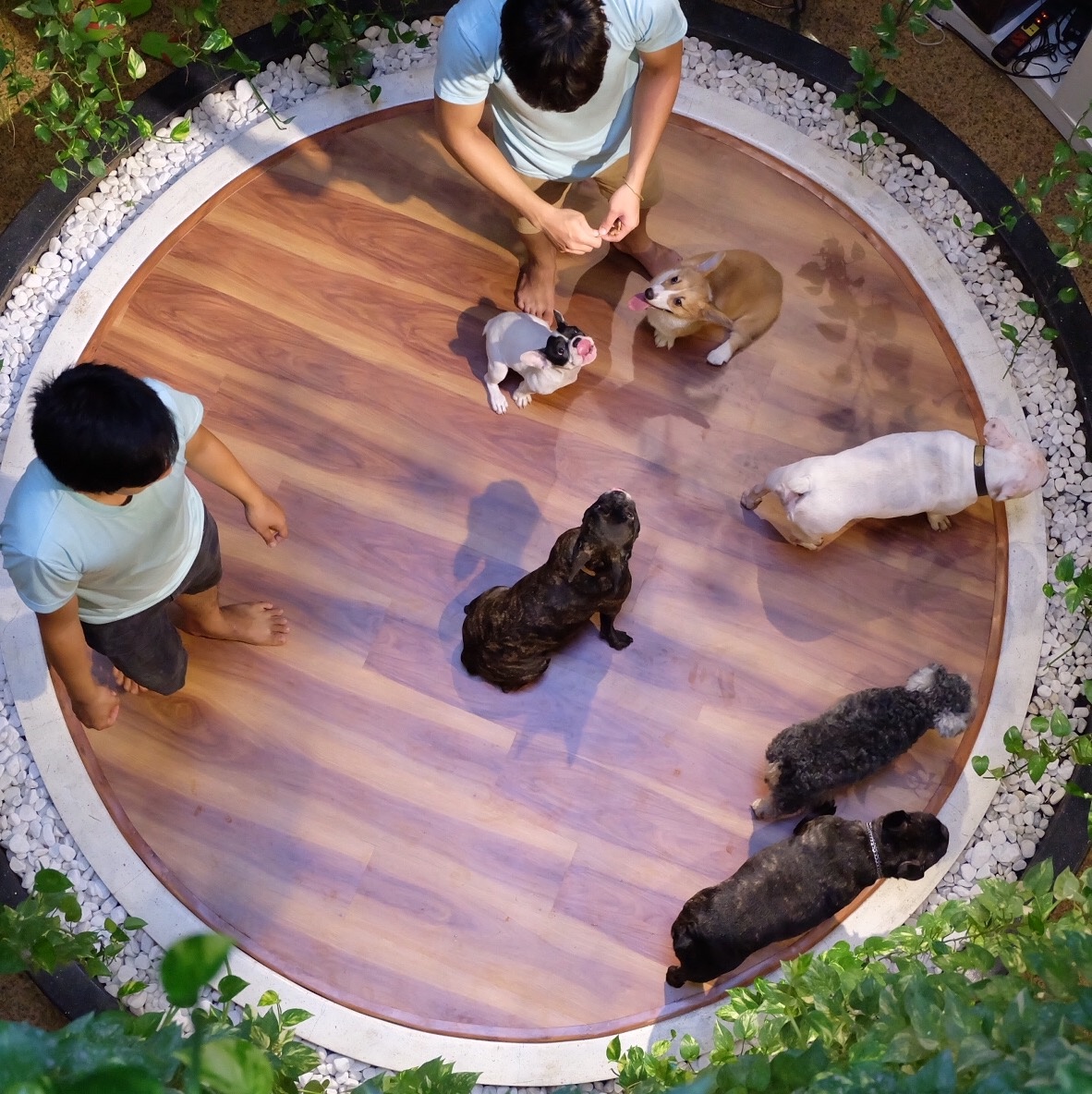 Bed and Pet first anh 9