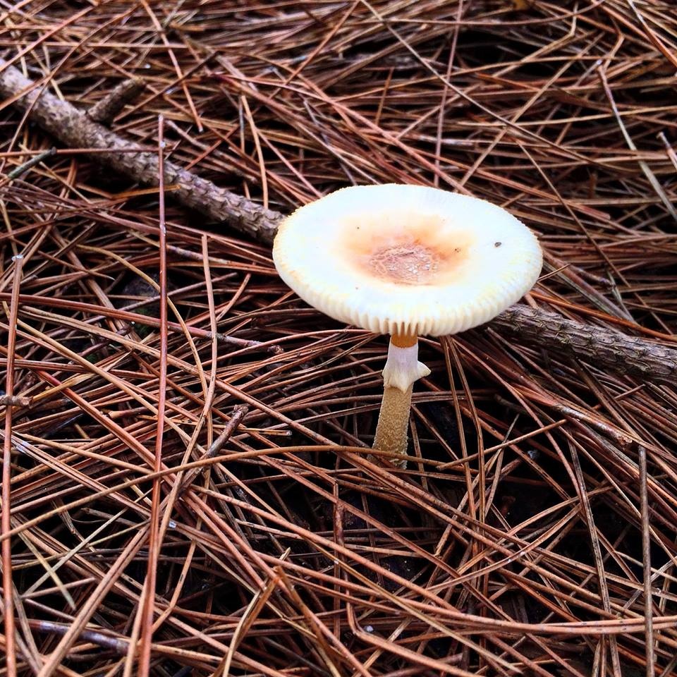 Samsung Galaxy J7 Prime anh 4