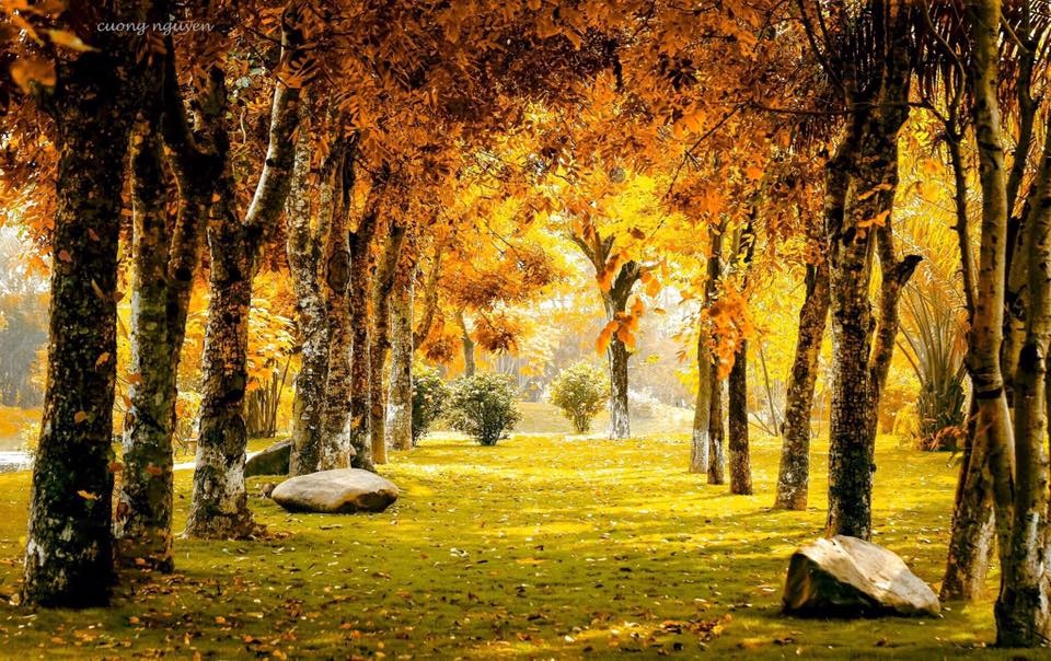 Kham pha ‘mua thu Han Quoc’ ngay ke Ha Noi hinh anh