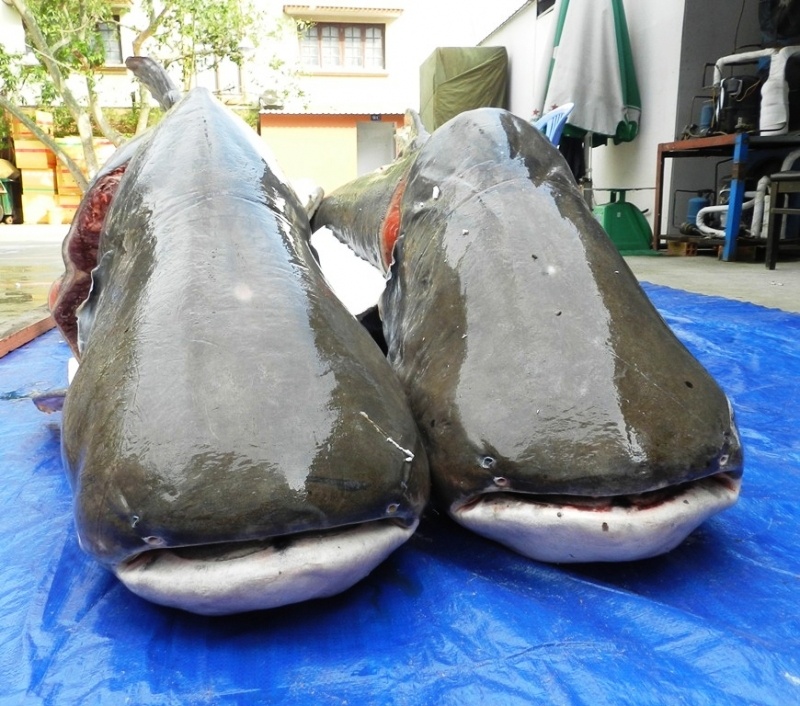 Hàng Dương Quán ảnh 1 Hang Duong Quan anh 1