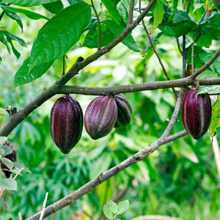 chocolate boom ảnh 1 chocolate boom anh 1