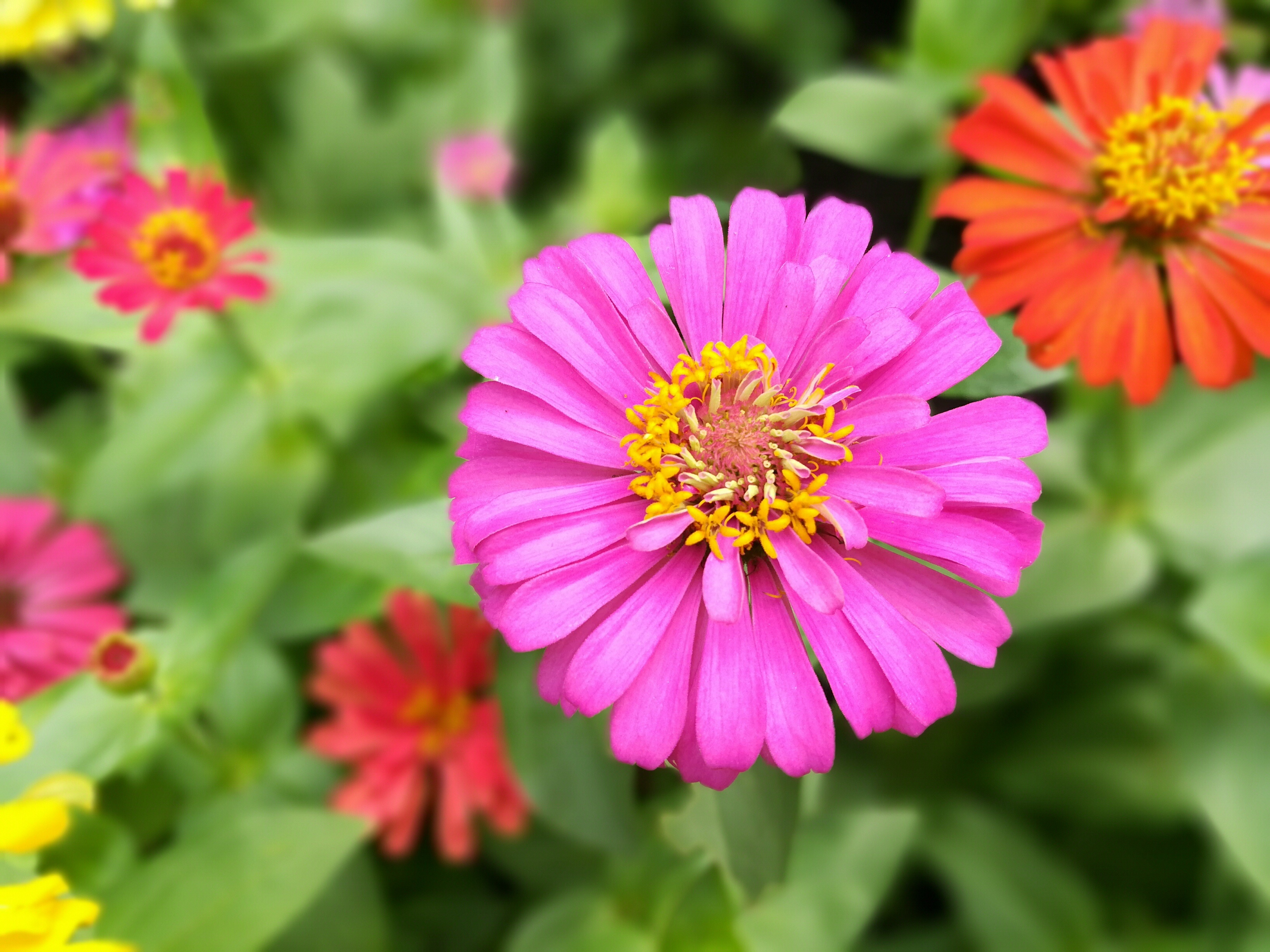 Huawei GR5 2017 ảnh 3 Huawei GR5 2017 anh 3