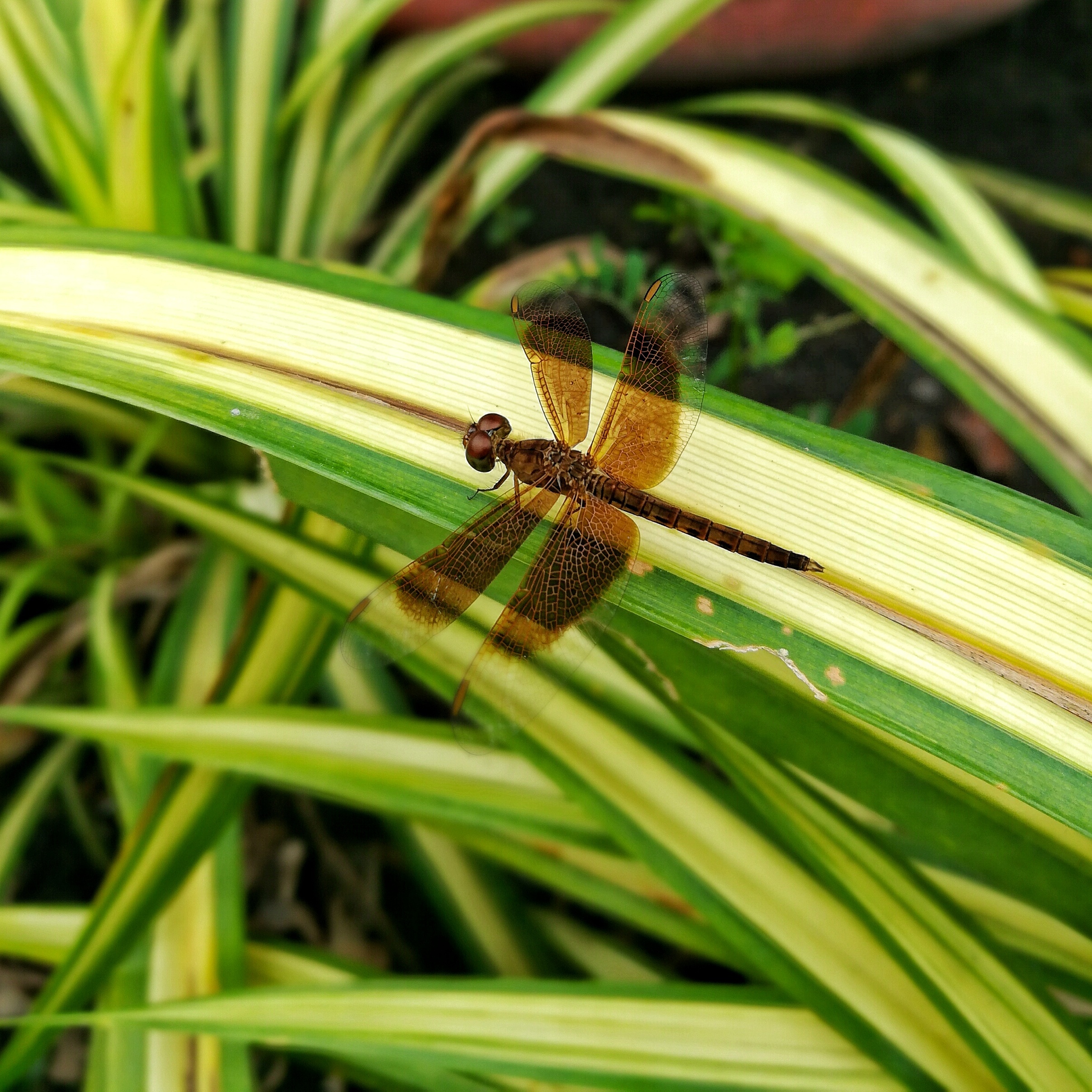 Huawei GR5 2017 ảnh 5 Huawei GR5 2017 anh 5