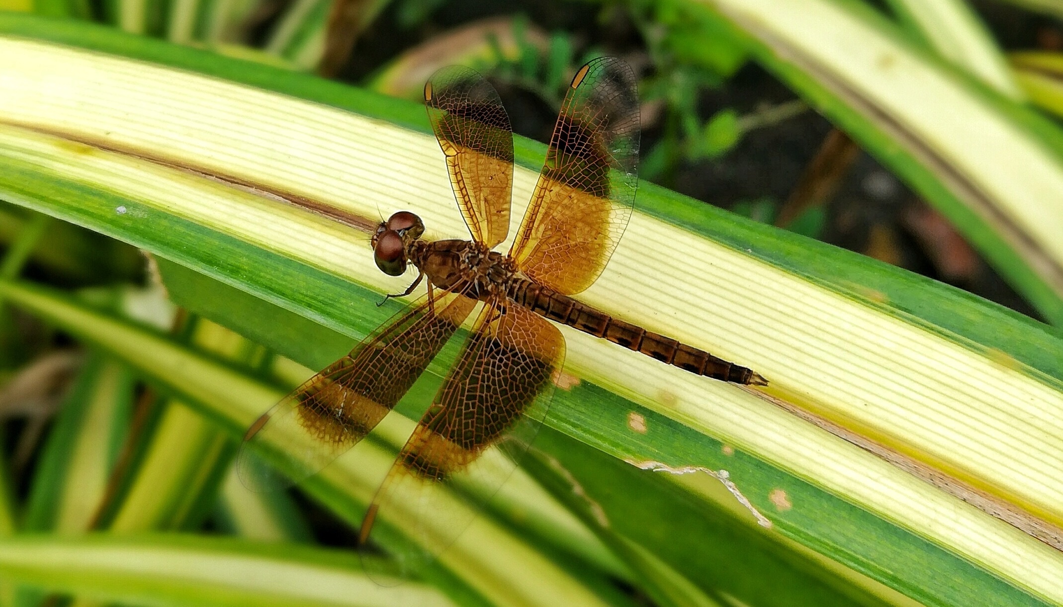 Bi quyet chup anh xoa phong that ‘nghe’ hinh anh