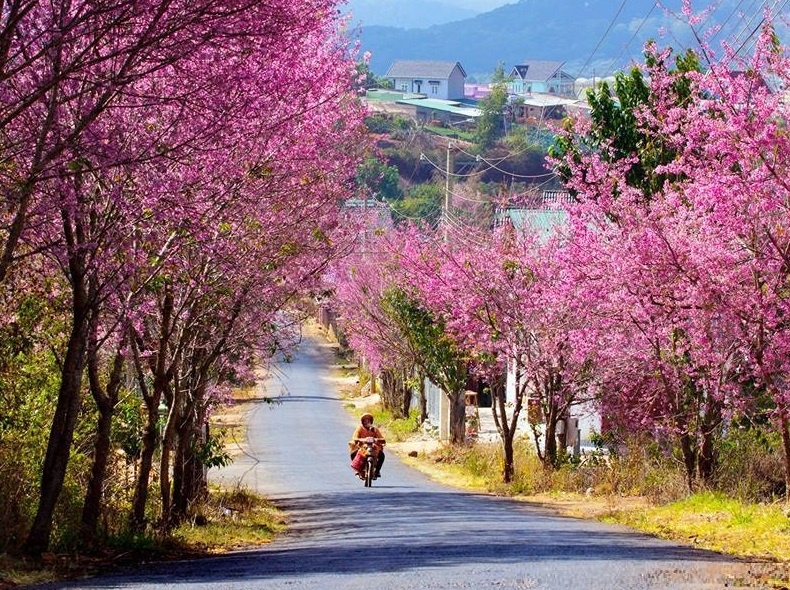 5 diem du xuan ly tuong nam 2017 hinh anh