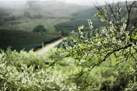 3 diem den huu tinh, moi la vao dip xuan hinh anh