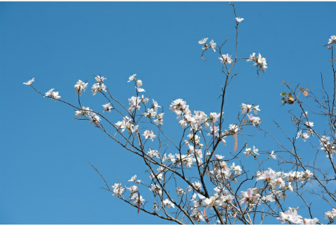 Culture Explorer anh 3