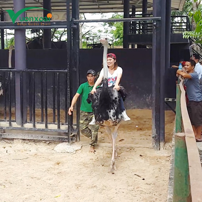 Vườn Xoài ảnh 2 Vuon Xoai anh 2