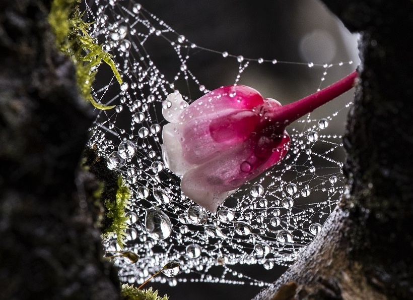 Ngam hoa dao chuong no trong suong som tai Ba Na Hills hinh anh