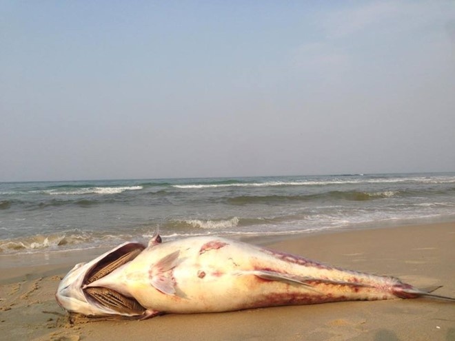 cá chết, thực phẩm bẩn được đưa vào Lộc Táo Quân ảnh 1 ca chet, thuc pham ban duoc dua vao Loc Tao Quan anh 1