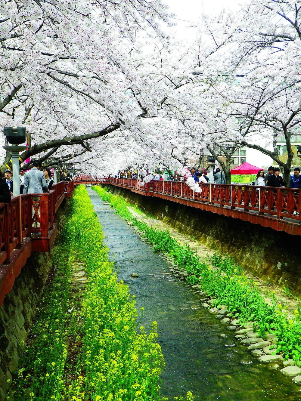 rung hoa khap noi tren the gioi anh 2