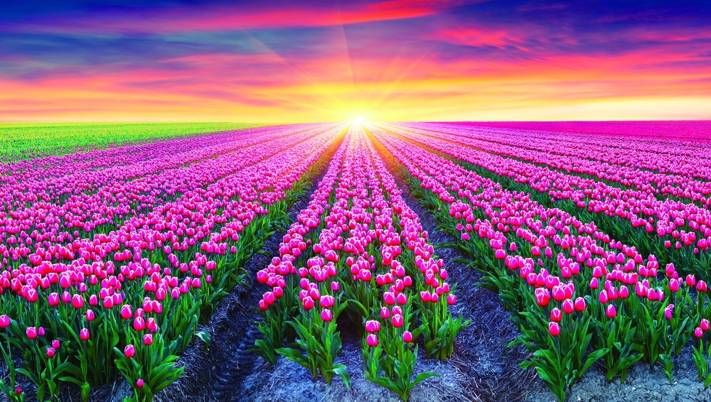 rung hoa khap noi tren the gioi anh 4